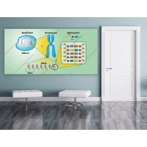 Hücre Kromozom Dna Gen DG BİY 23