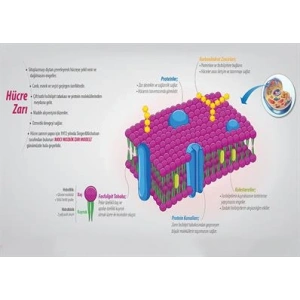 Hücre Zarı ve Görevleri P BİY 48
