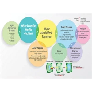 Hücre Zarından Madde Geçişleri-1 P BİY 49