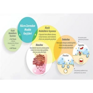 Hücre Zarından Madde Geçişleri-2 P BİY 50
