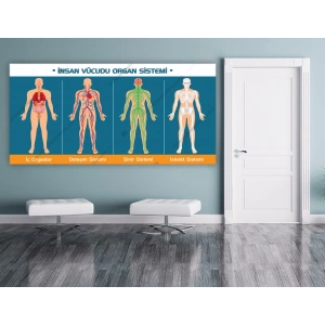 İnsan Vücudu Organ Sistemi DG BİY 24
