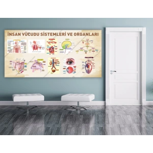 İnsan Vücudu Sistemleri ve Organları DG BİY 25