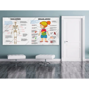 İskeletimiz ve Organlarımız DG BİY 26