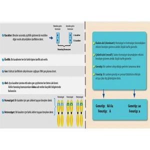 Kalıtımla İlgili Temel Kavramlar P BİY 10