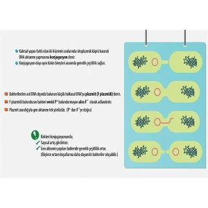 Konjugasyon P BİY 11