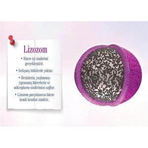 Lizozom P BİY 39