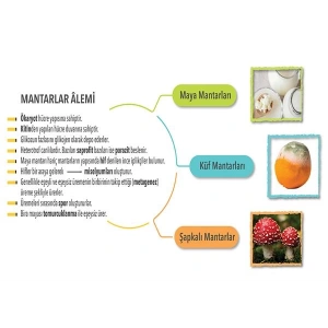 Mantarlar Âlemi P BİY 28