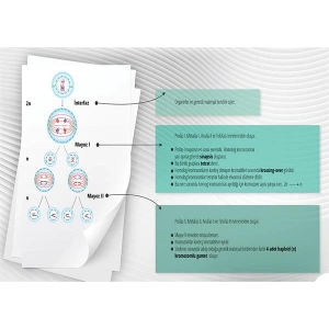 Mayoz Bölünme P BİY 18