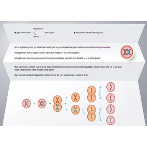 Mayoz Bölünmeye Giriş P BİY 19