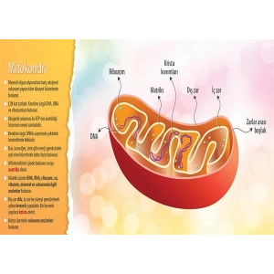 Mitokondri P BİY 41