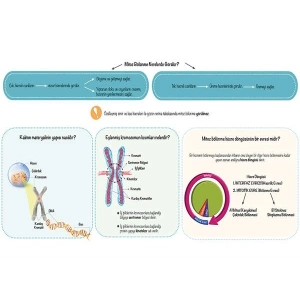 Mitoz Bölünmeye Giriş P BİY 23