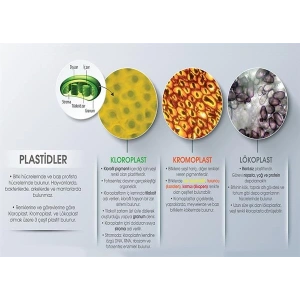 Plastidler P BİY 37