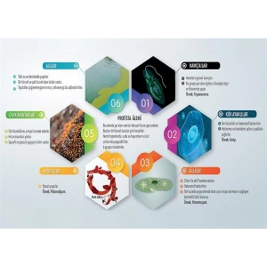 Protista Âlemi P BİY 29