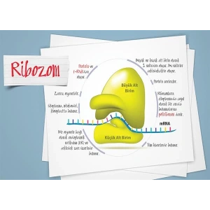 Ribozom P BİY 46