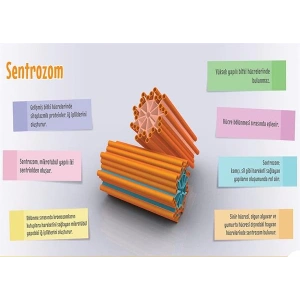 Sentrozom P BİY 40