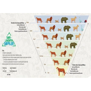 Sınıflandırma Birimleri P BİY 32