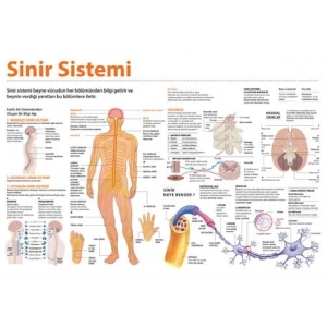 Sinir Sistemi P BİY 03