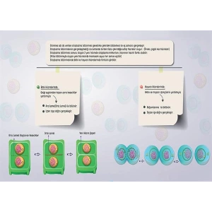 Sitokinez (Sitoplazma Bölünmesi) P BİY 21