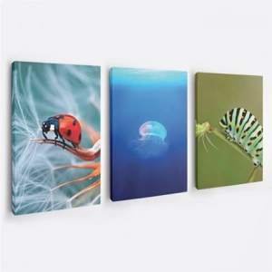 Ufak Hayvanlar 3lü Duvar Tablo Seti