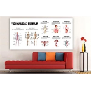 Vücudumuzdaki Sistemler Duvar Giydirme 10