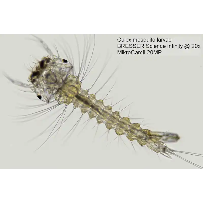 Bresser MikroCam II 20 MP 1 Microscope Camera