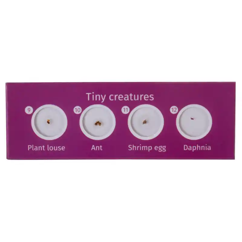 Levenhuk LabZZ CP24 Canlılar ve Bitkiler Hazırlanmış Slayt Seti