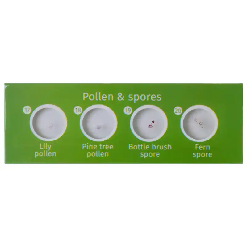 Levenhuk LabZZ CP24 Canlılar ve Bitkiler Hazırlanmış Slayt Seti