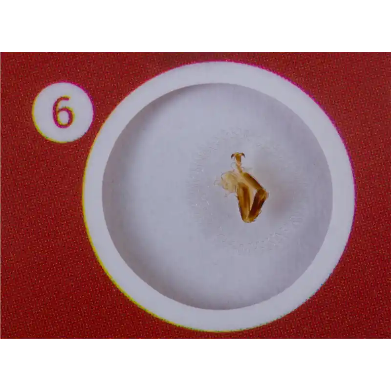 Levenhuk LabZZ CP24 Canlılar ve Bitkiler Hazırlanmış Slayt Seti