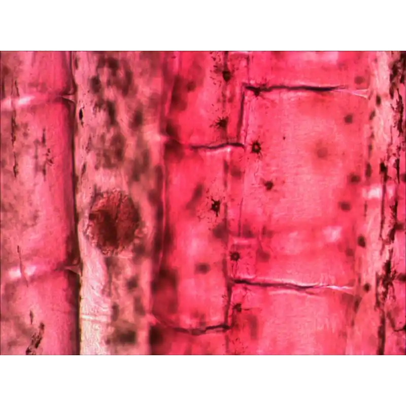 Levenhuk N80 NG “Her şeyi görün” Slayt Seti