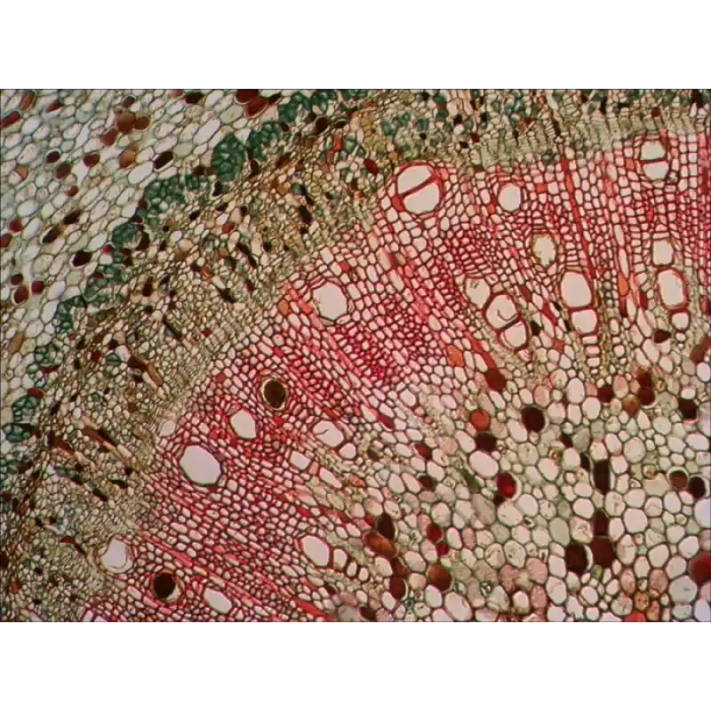 Levenhuk N80 NG “Her şeyi görün” Slayt Seti