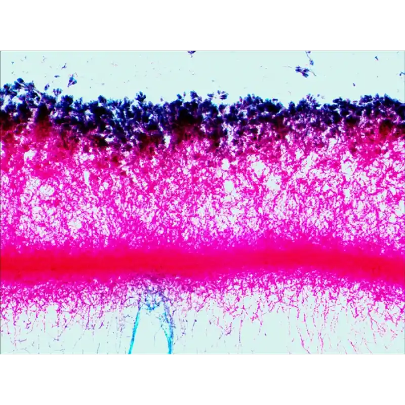 Levenhuk N80 NG “Her şeyi görün” Slayt Seti