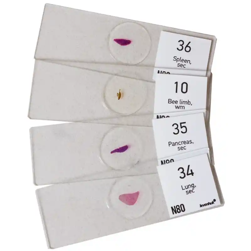 Levenhuk N80 NG “Her şeyi görün” Slayt Seti