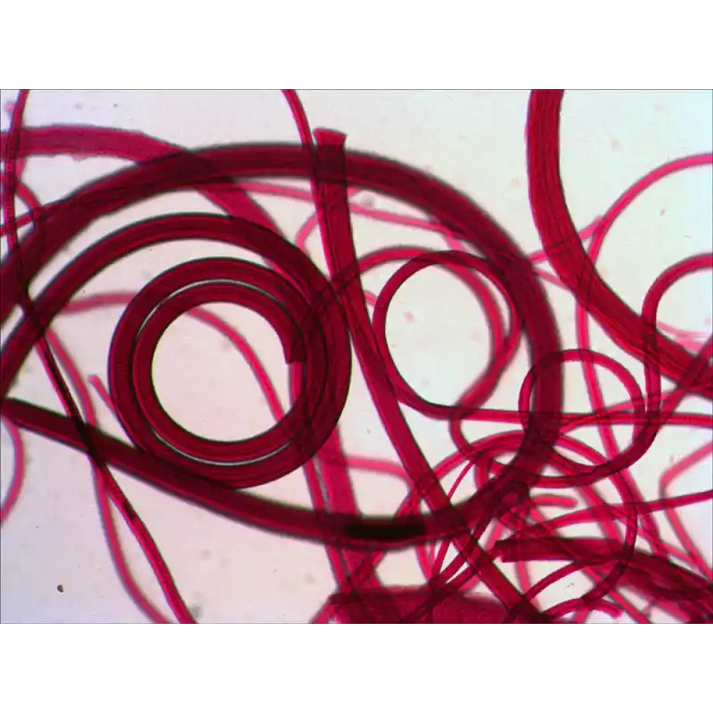 Levenhuk N80 NG “Her şeyi görün” Slayt Seti