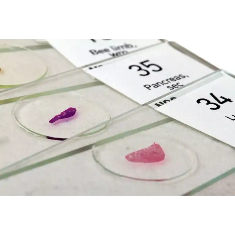 Levenhuk N80 NG “Her şeyi görün” Slayt Seti