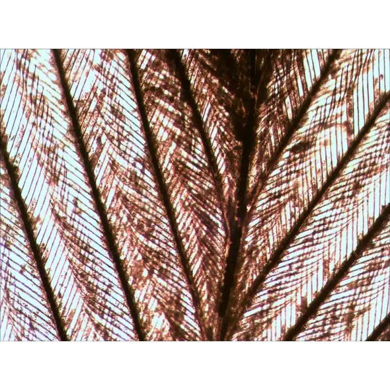 Levenhuk N80 NG “Her şeyi görün” Slayt Seti