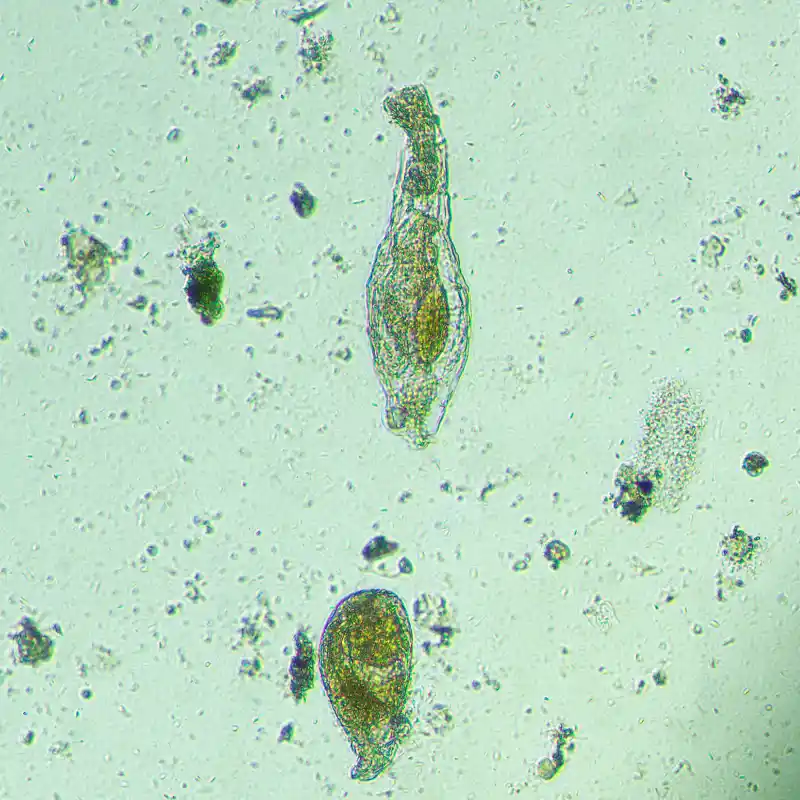 MAGUS Bio V300 Biyoloji İnverted Mikroskop