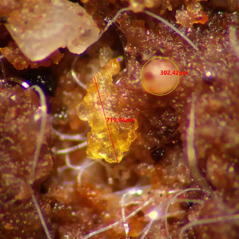 MAGUS Stereo A10 Stereomikroskop