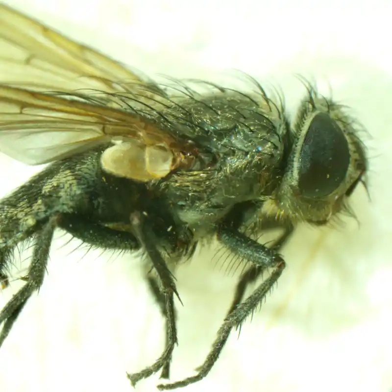 MAGUS Stereo A6 Stereomikroskop