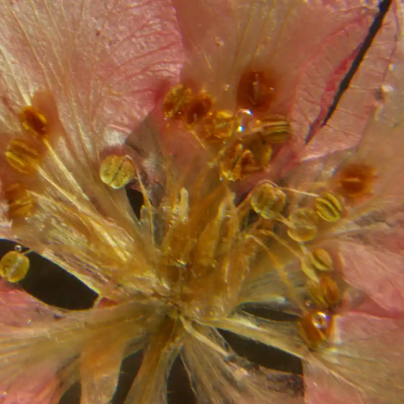 MAGUS Stereo A6 Stereomikroskop