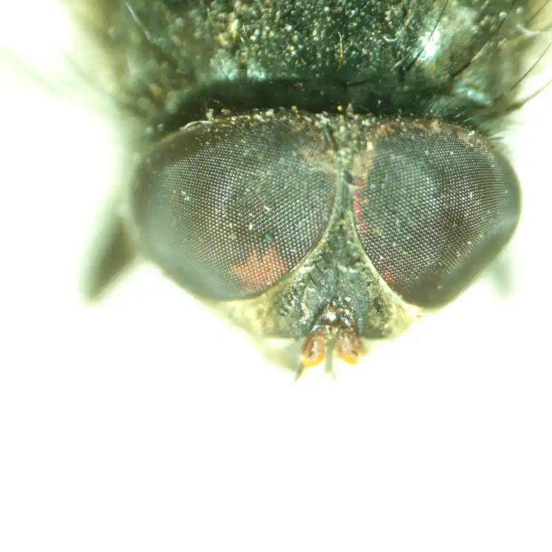 MAGUS Stereo A8 Stereomikroskop