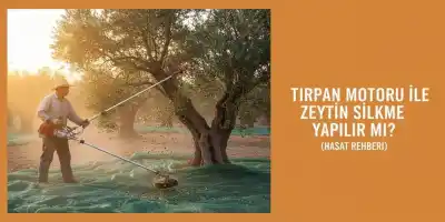Tırpan Motoru ile Zeytin Silkme Yapılır mı? (Hasat Rehberi)
