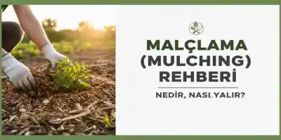 Malçlama (Mulching) Rehberi : Nedir, Nasıl Yapılır? | Usta Tavsiyeli