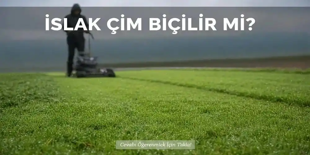 Islak Çim Biçilir mi? (Kesin Zararları ve Usta Çözümleri)