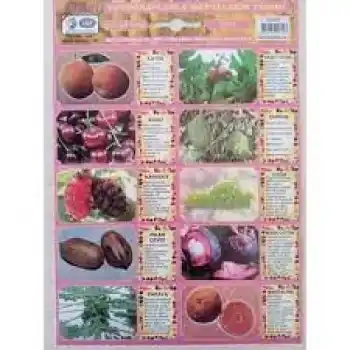 LİVAN SEBZE SERİSİ MAKSİ ÇIKARTMA SET 8 Lİ