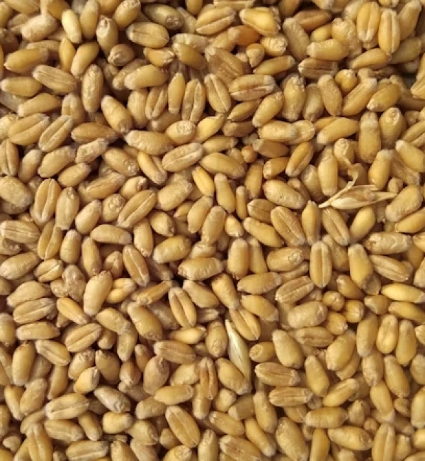 Amino Asit