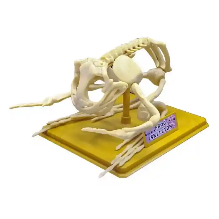 Kurbağa İskeleti Bilim Seti