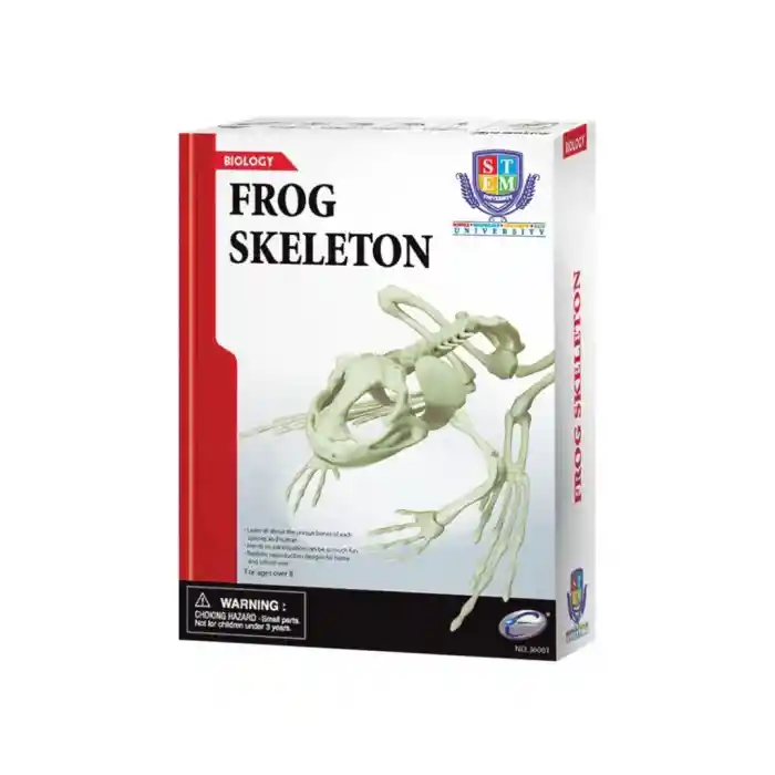 Kurbağa İskeleti Bilim Seti