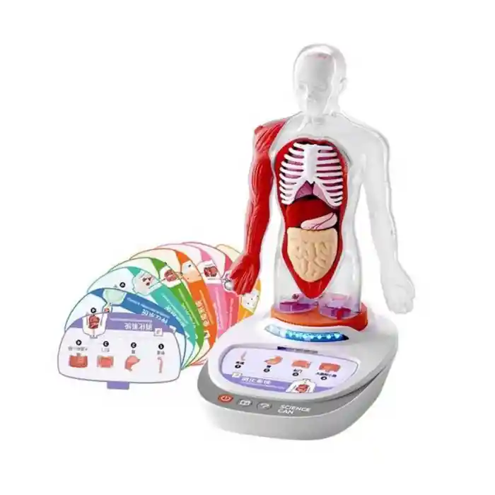 S00005280 BİLİM SET İNSAN VÜCUDU MODELİ 23PRÇ