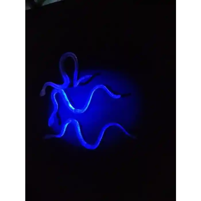 Şaka Yılan ve Kırkayak Karışık 36 Adet