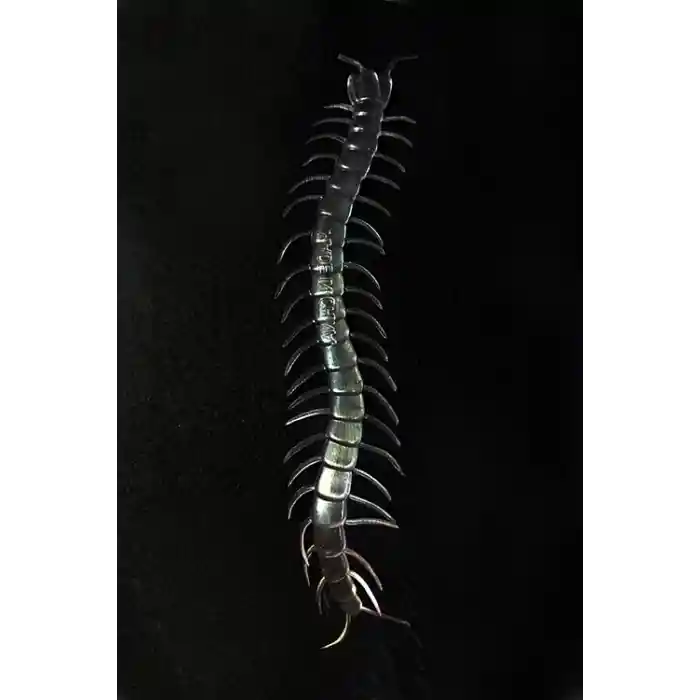 Şeffaf Renk Karanlıkta Parlayan Fosforlu Kırkayak 13 cm 1 Adet